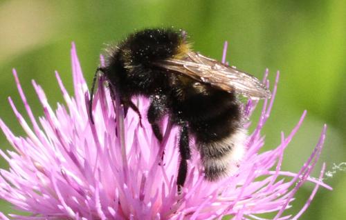 Bombus hortorum